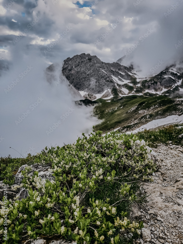 Obraz premium Breathtaking Views Of The Karwendel Mountains While Hiking, Surrounded By Alpine Summer Flowers And Lush Green Plants Under A Vibrant Blue Sky