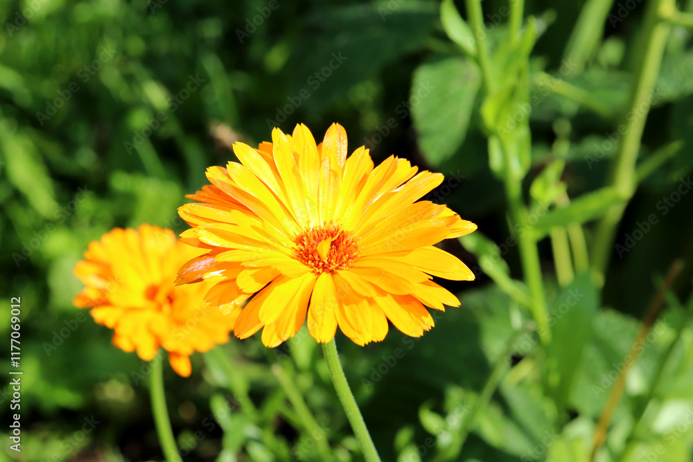 Yellow calendula flowers on the background of grass in a flowerbed - color horizontal photo, nature background, close-up Yellow calendula flowers on the background of grass in a flowerbed - color horizontal photo, nature background, close-up