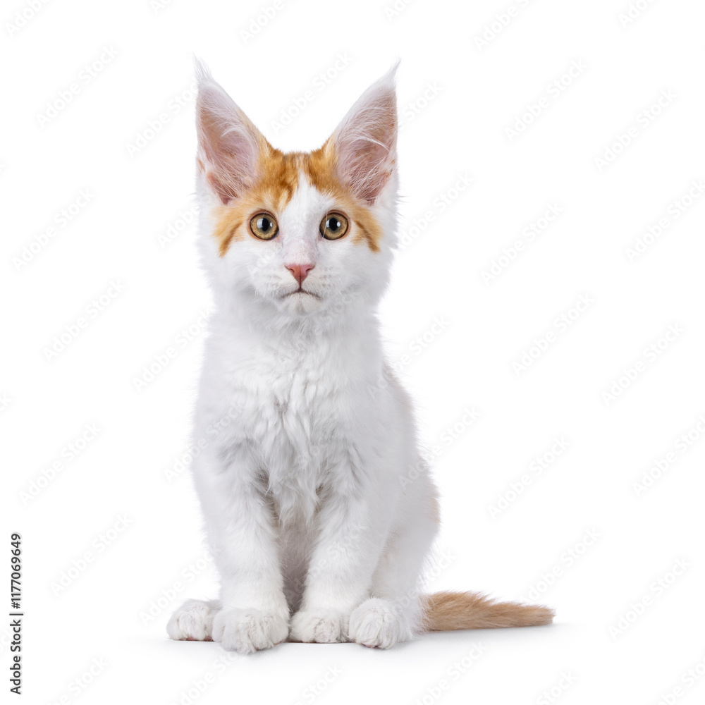 Obraz premium Cute white with orange Maine Coon cat kitten, sitting up facing front. Looking towards camera. Isolated on a white background.