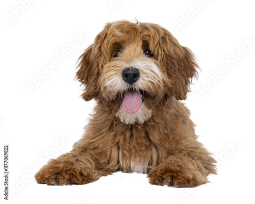 Happy labradoodle dog puppy laying down facing front. Looking straight to camera with tongue out. Isolated cutout on a transparent background. photo