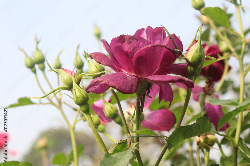 violet colored rose plant on farm violet colored rose plant on farm
