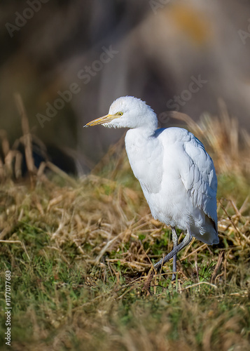  Un airone guardabuoi (Bubulcus ibis) vaga in un campo incolto alla ricerca di piccole prede da mangiare. photo