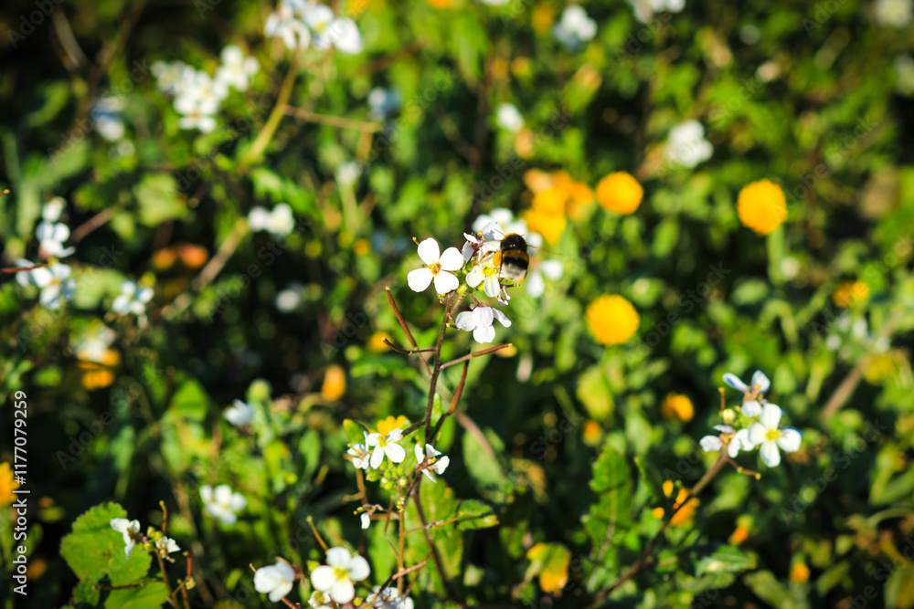 White and yellow flowers in the field. Bumblebee on a flower White and yellow flowers in the field. Bumblebee on a flower