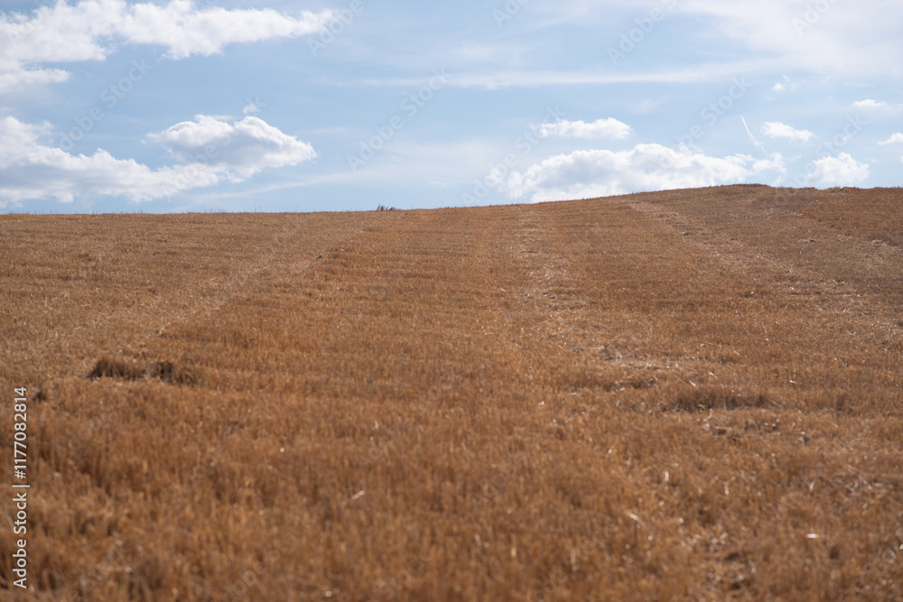 Fototapeta premium feld ackerbau ernte