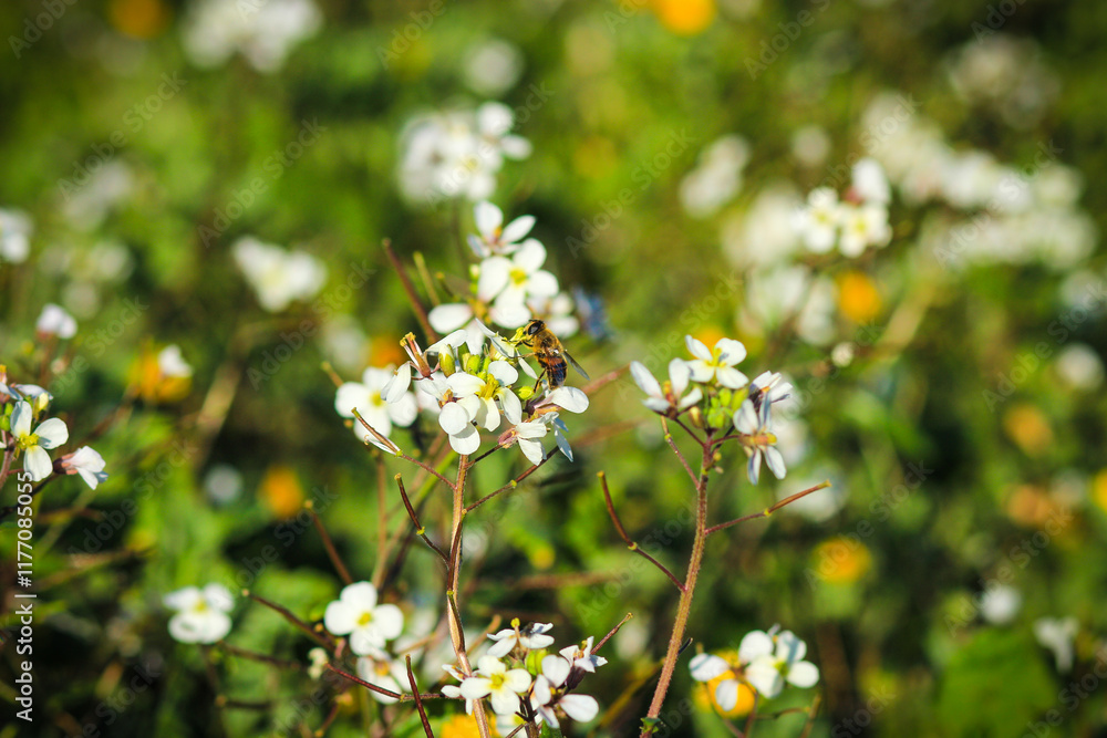 White and yellow flowers in the field. Bumblebee on a flower White and yellow flowers in the field. Bumblebee on a flower