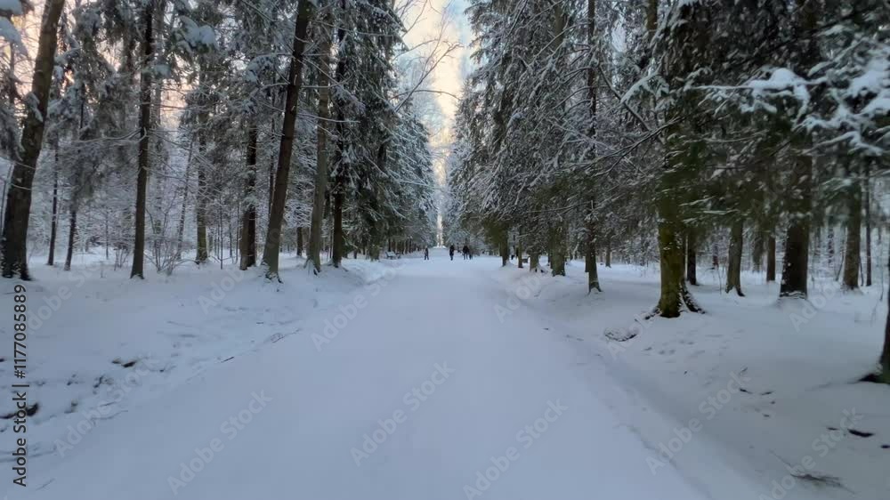 Walking along the paths of a winter forest, with snow-covered trees in the background, covered in snow. Walking along the paths of a winter forest, with snow-covered trees in the background, covered in snow.