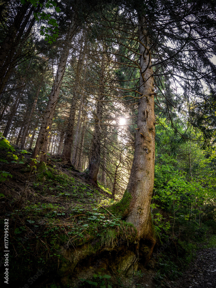 Obraz premium Serene Forests Of The Karwendel Mountains With Lush Green Plants And Vibrant Summer Flowers Along Hiking Trails Under A Bright Blue Sky
