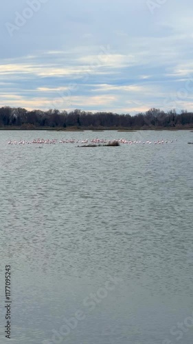 Landscape view of Salina nature park with flamingos near Ulcinj town in winter time in Montenegro