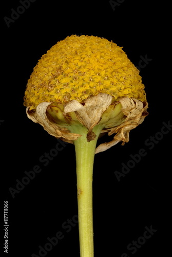 Scentless Mayweed (Tripleurospermum inodorum). Fruiting Capitulum Closeup photo