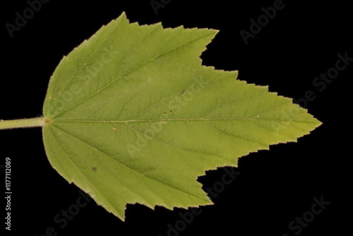 Marsh Mallow (Althaea officinalis). Leaf Closeup photo