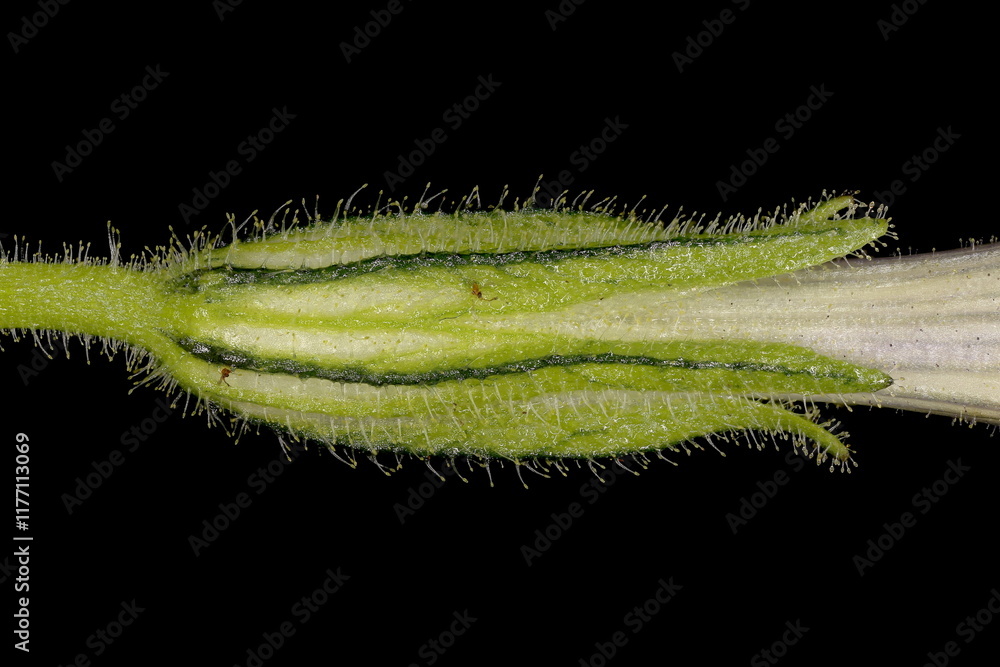 Fototapeta premium Painted Tongue (Salpiglossis sinuata). Calyx Closeup