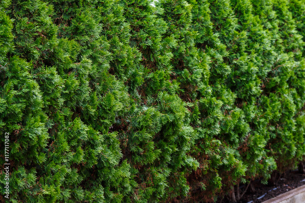 Thuja hedge is a fast-growing perennial evergreen Thuja hedge is a fast-growing perennial evergreen