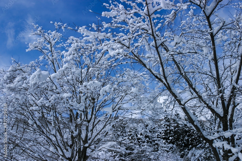 雪化粧した木々 雪化粧した木々