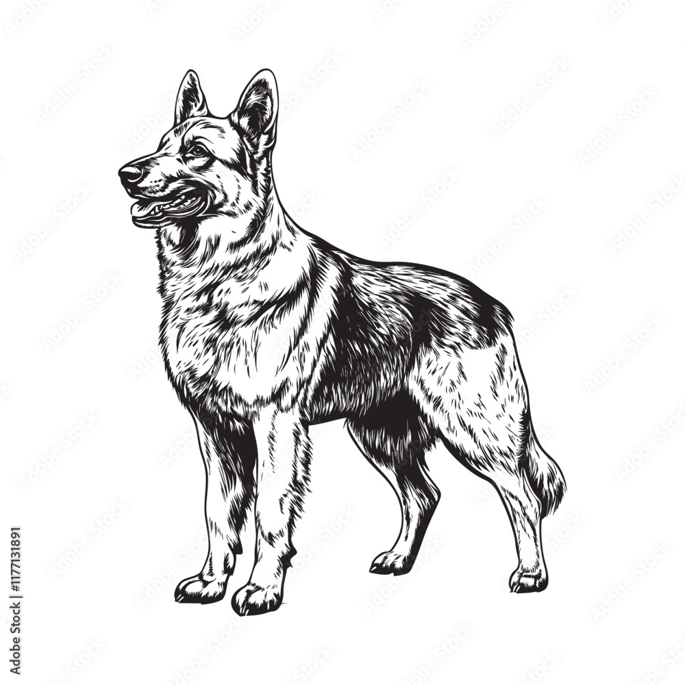 Fototapeta premium German Shepherd sketch- Dog sketch, vector illustration on white background