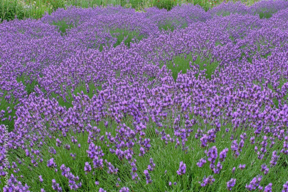 Obraz premium Serene Lavender Flowers Swaying Gracefully in the Gentle Breeze During Golden Hour Light in Scenic Countryside Landscape, Captured in Wide-Angle View