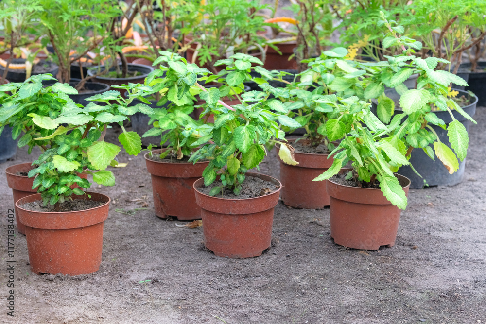 Seedlings of houseplants are prepared for planting in garden. Landscape. Cottage garden. Sunny. Seedlings of houseplants are prepared for planting in garden. Landscape. Cottage garden. Sunny.