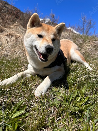 Shiba Inu in den Bergen photo