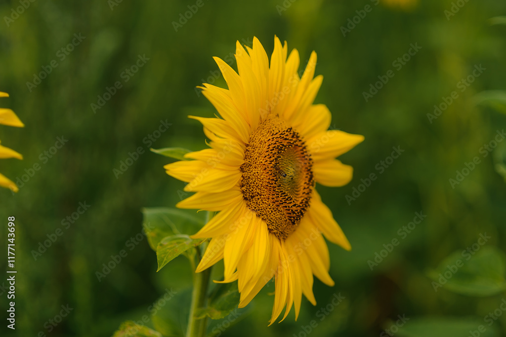 Fototapeta premium Vibrant Sunflower Bloom Against Lush Green Background