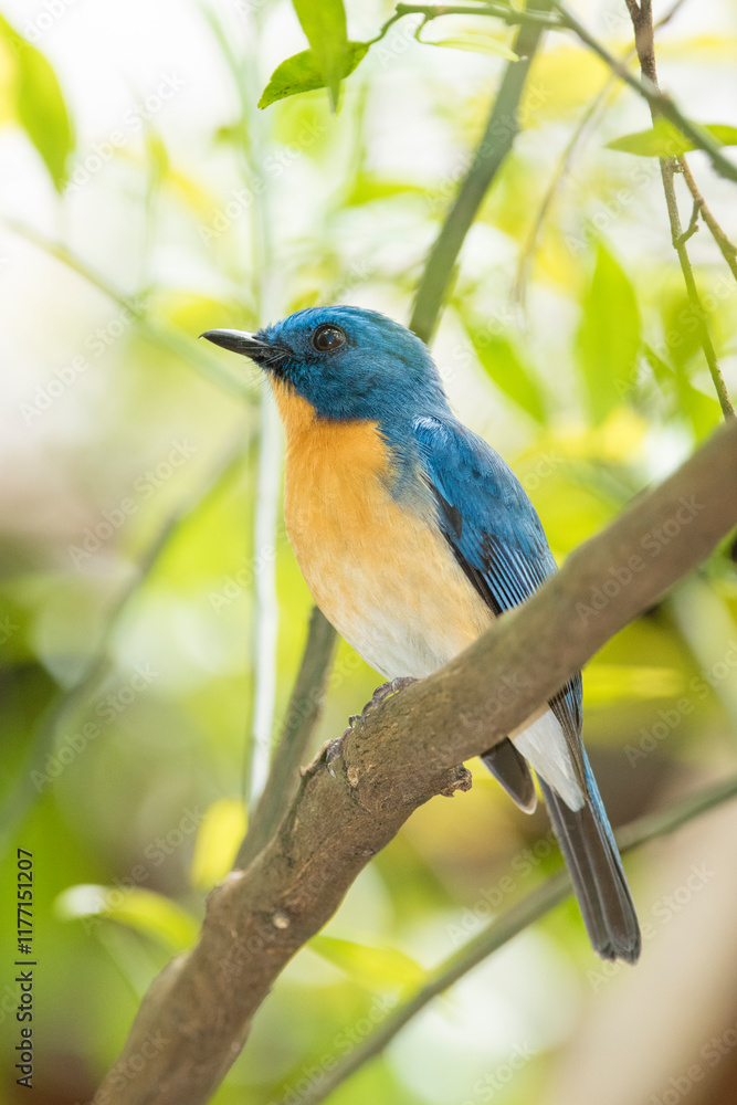 Fototapeta premium lilac roller on a branch
