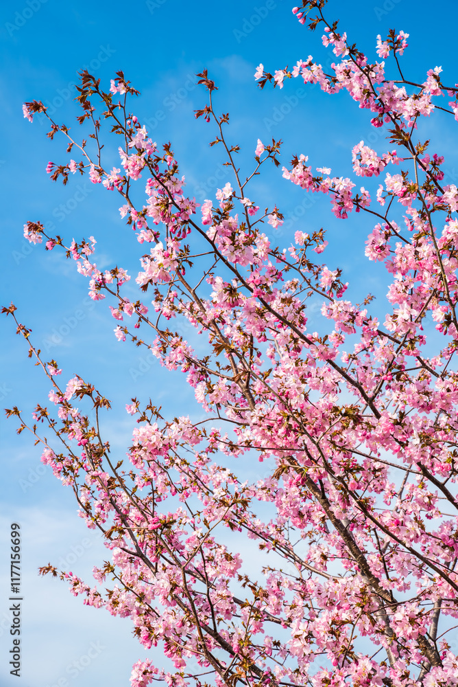 Vertical photo of blooming Japanese cherry blossoms (sakura) in Primorsky Krai, Russian Far East. Pink flowers on branches against a clear blue spring sky Vertical photo of blooming Japanese cherry blossoms (sakura) in Primorsky Krai, Russian Far East. Pink flowers on branches against a clear blue spring sky