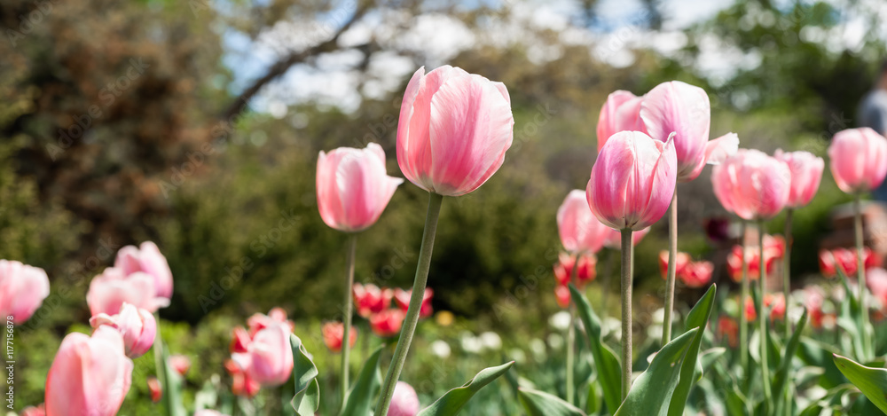 Pink tulips of the Triumph variety blooming in a flowerbed during spring. The vibrant flowers create a postcard-like scene with a blurred background and copy space Pink tulips of the Triumph variety blooming in a flowerbed during spring. The vibrant flowers create a postcard-like scene with a blurred background and copy space