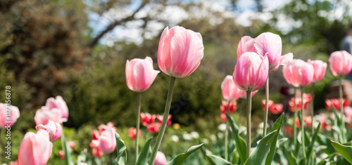 Pink tulips of the Triumph variety blooming in a flowerbed during spring. The vibrant flowers create a postcard-like scene with a blurred background and copy space