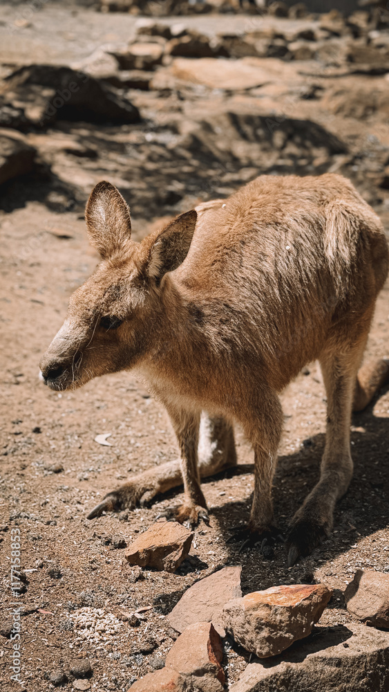 A baby kangaroo (joey) standing outdoors in a lush tropical setting, showcasing its long tail and soft brown fur. Captured in Hobart TAS, this wildlife portrait highlights the beauty of native fauna A baby kangaroo (joey) standing outdoors in a lush tropical setting, showcasing its long tail and soft brown fur. Captured in Hobart TAS, this wildlife portrait highlights the beauty of native fauna