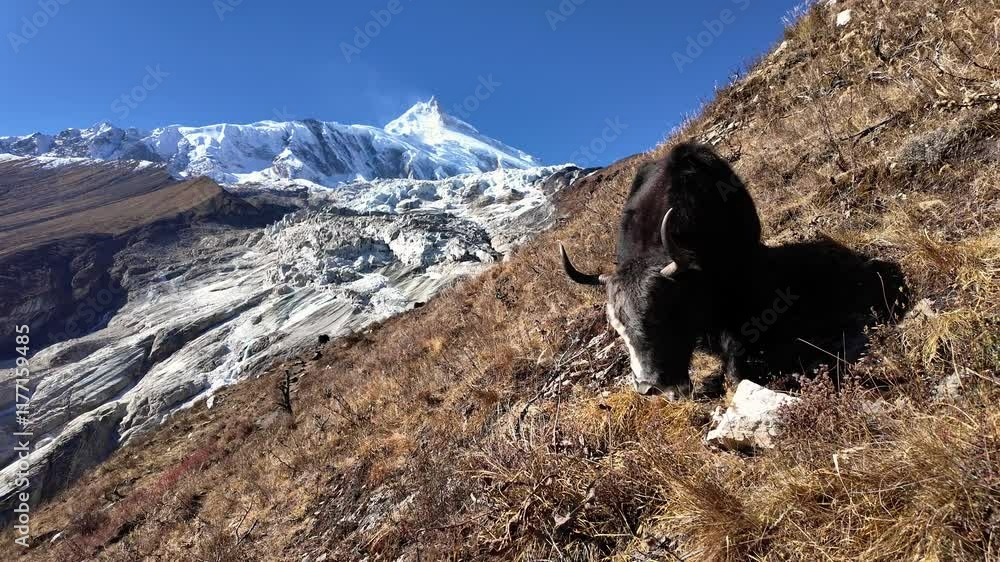 Manaslu, Nepal: A yak in the wilderness along the trail toward the Manaslu base camp day hike with the 8000m summit in the background in the Himalayas in Nepal. Manaslu, Nepal: A yak in the wilderness along the trail toward the Manaslu base camp day hike with the 8000m summit in the background in the Himalayas in Nepal.
