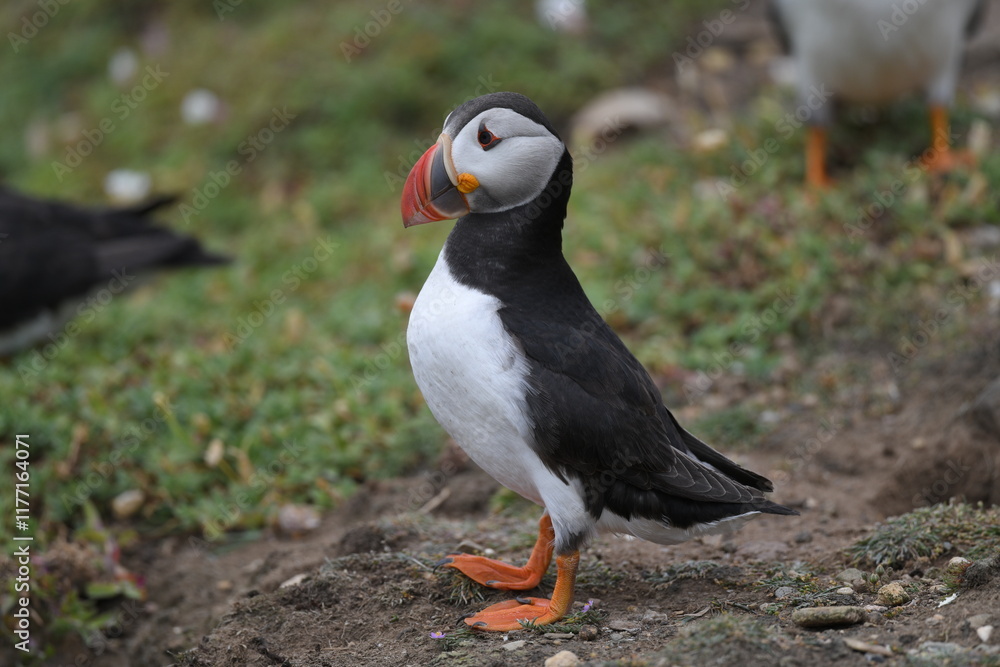 Naklejka premium atlantic puffin