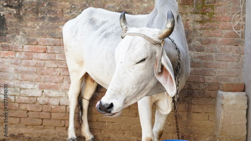 Gaumata white Indian Cow sitting and enjoying food. Resting with open mouth. Indian Animal activity. photo