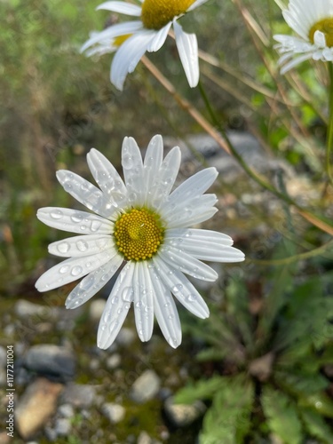 white daisy flower