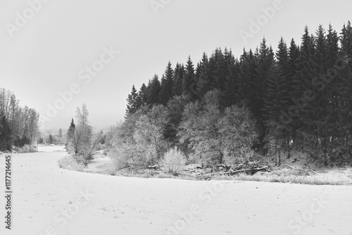 Lenaelva River by Krabyskogen Forest at Toten, Norway, a cold evening of January. photo