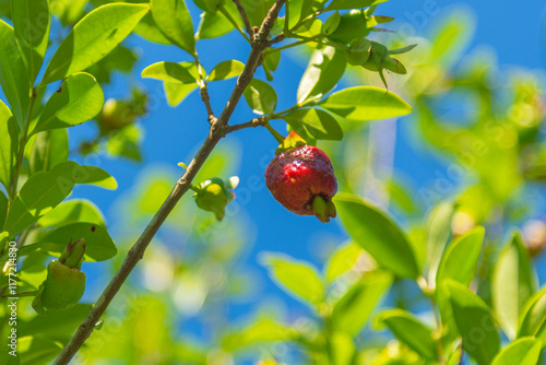 Obraz na plátně Frutos de cereja-do-Rio-Grande ou cerejeira (Eugenia involucrata DC