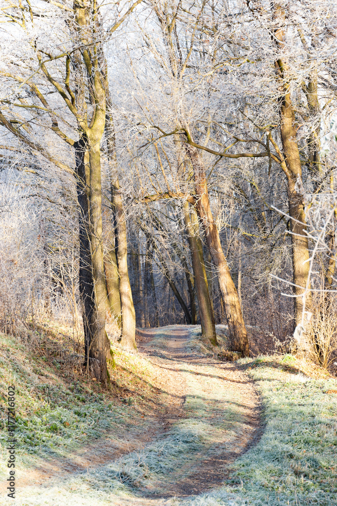 A dirt road in the countryside. A cold winter morning in Central Europe.