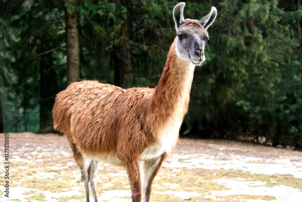 Obraz premium Llama in the ecopark