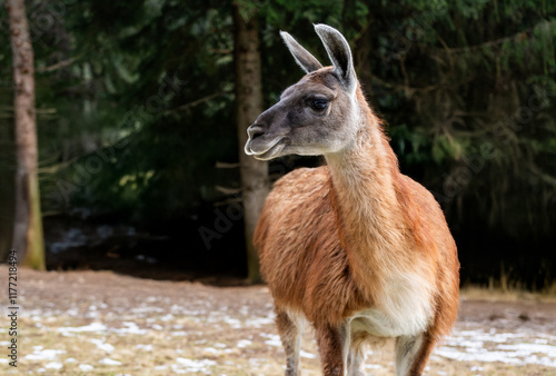 Llama in the ecopark