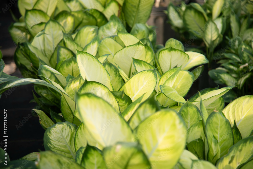 Ornamental plants for sale in a seedling nursery Ornamental plants for sale in a seedling nursery