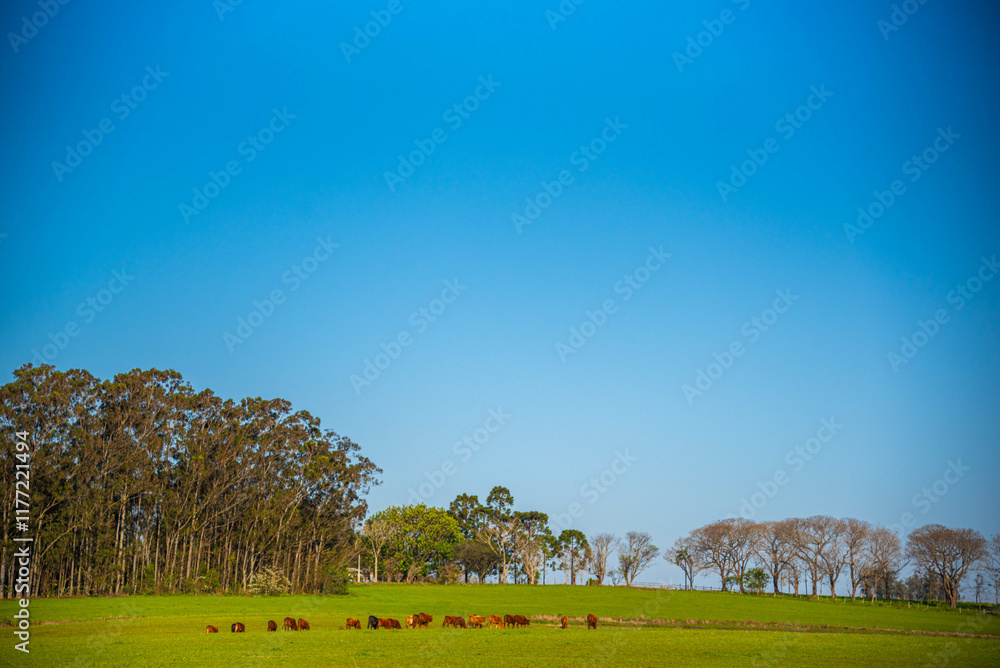 Fototapeta premium Rural landscape in the pampas of Rio Grande do Sul