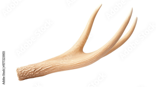 Antler with three prongs, natural texture and color photo