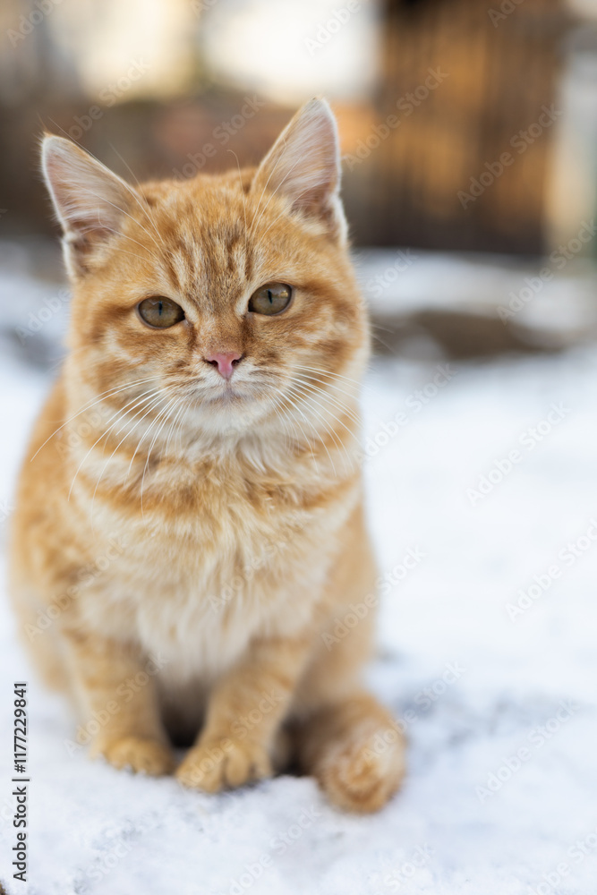 cat on the snow cat on the snow