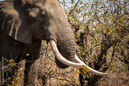 Portrait éléphant