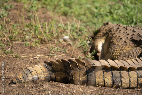 queue de croco