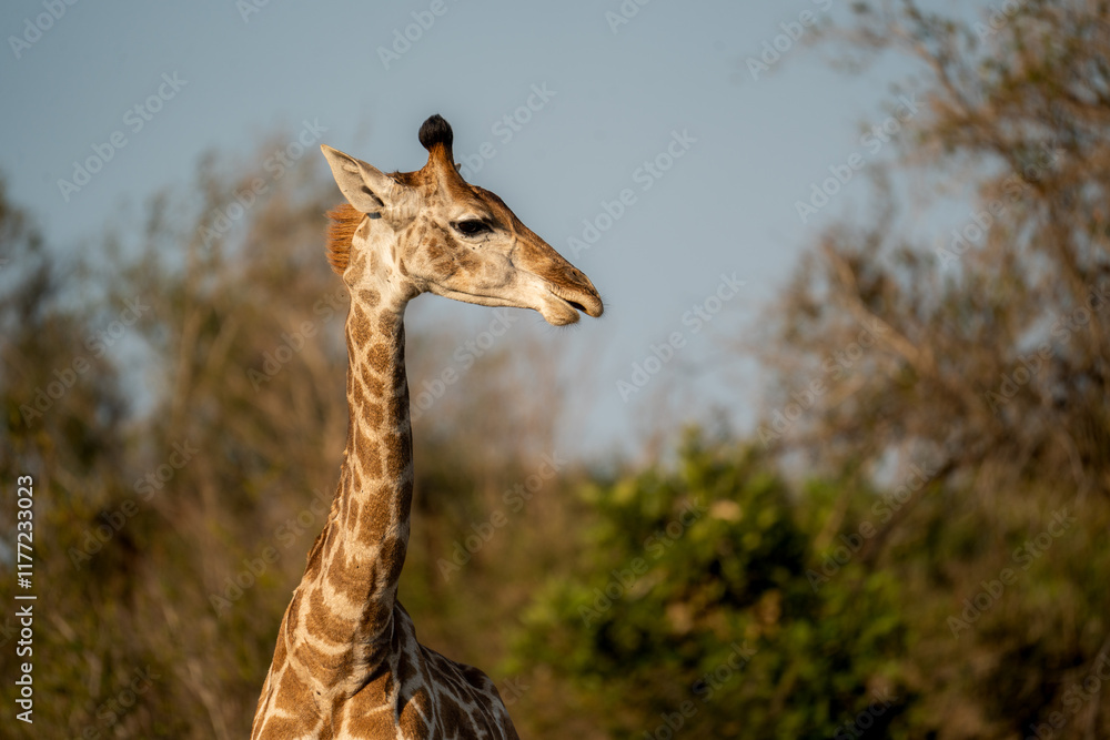Obraz premium girafon