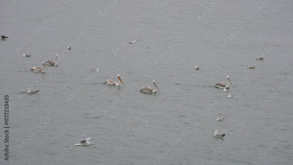 Pelicans Floating Peacefully on Lake Skadar Waters Under Cloudy Winter Sky with Flying Gulls Pelicans Floating Peacefully on Lake Skadar Waters Under Cloudy Winter Sky with Flying Gulls