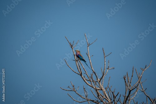 Oiseau coloré