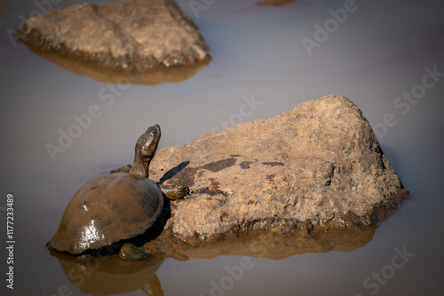 Tortue boueuse