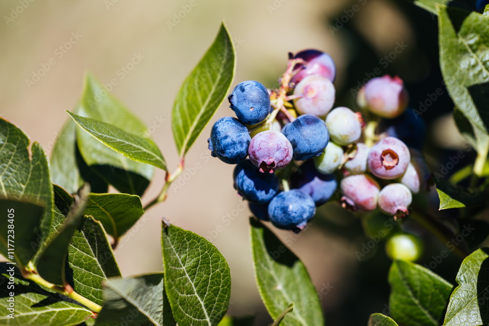 Blueberries in Stanley Australia Blueberries in Stanley Australia