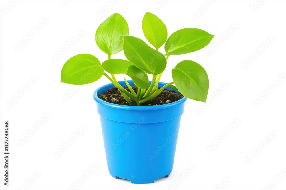 Green Houseplant in Bright Blue Pot Against White Background for Home Decor Green Houseplant in Bright Blue Pot Against White Background for Home Decor