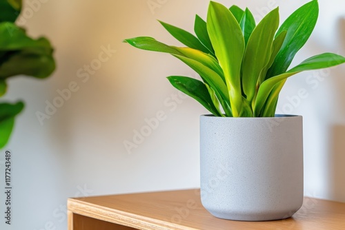 A lively green indoor plant stands prominently on a wooden surface, bringing nature indoors and creating a refreshing and bright atmosphere ideal for any space. photo