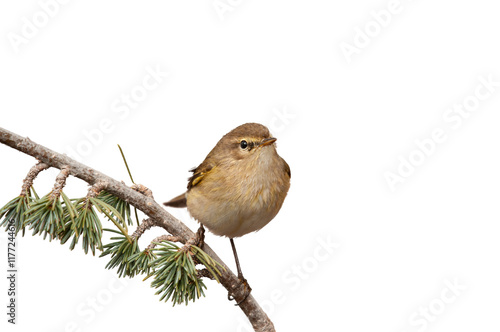 Small, cute bird on isolated branch on transparent background. Common Chiffchaff, Phylloscopus collybita, png. 